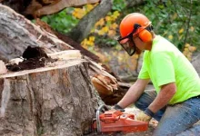 Tree Removal