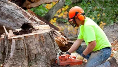 Tree Removal