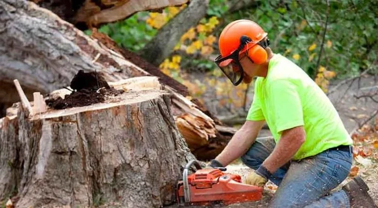 Tree Removal