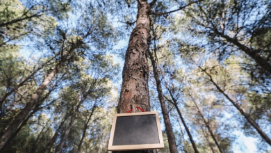 Tree Trimming