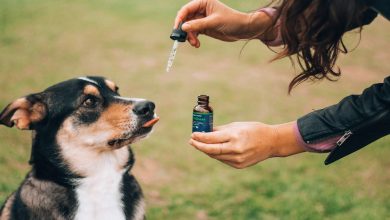 salmon-oil-for-dogs