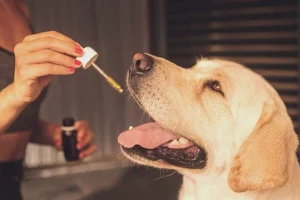 salmon-oil-for-dogs