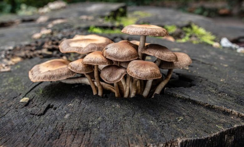 Mushrooms Sprouting